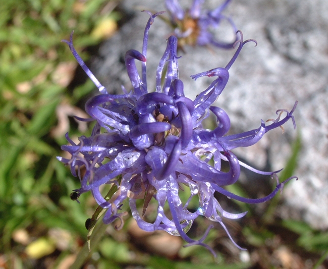 Phyteuma orbiculare / Raponzolo orbiculare